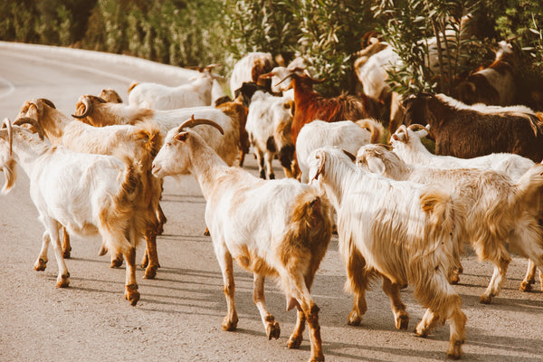 Why We Absolutely Love Goat Milk in our Soap